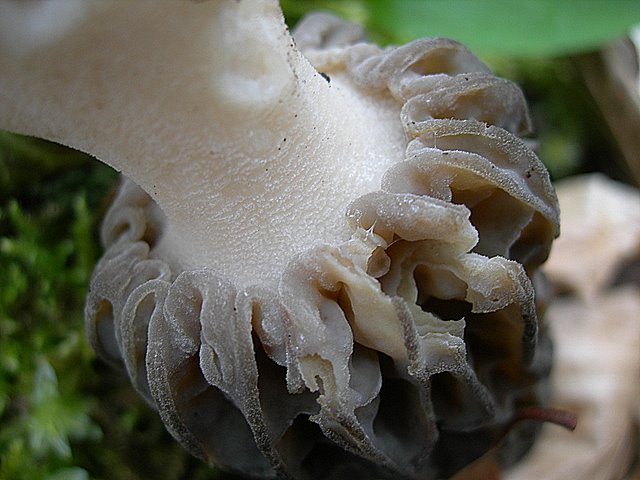 Il Tempo delle Morchelle